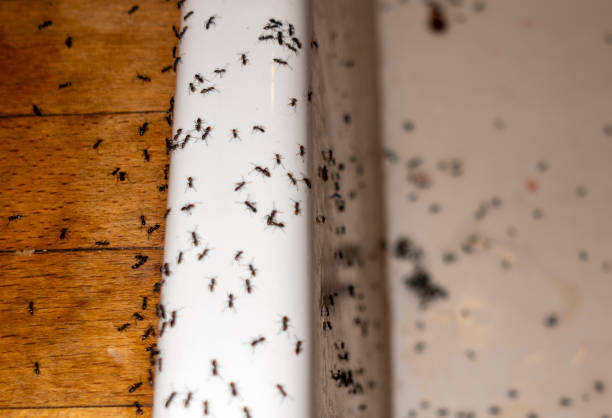 Best Commercial Pest Control Services  in Keokuk, IA